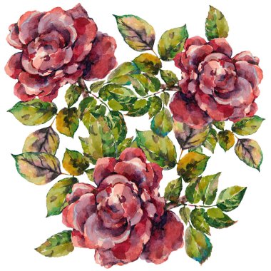 Beyaz arka planda suluboya çiçekler. Çizim Gülleri .