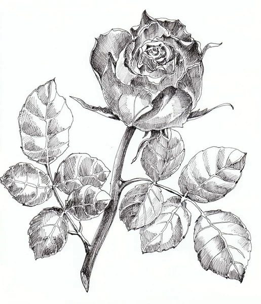 Rosa Grafica Sfondo Bianco Illustrazione Design — Foto Stock