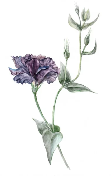 Suluboya çiçeklerinin tasviri Beyaz arka planda İrlanda gülü.