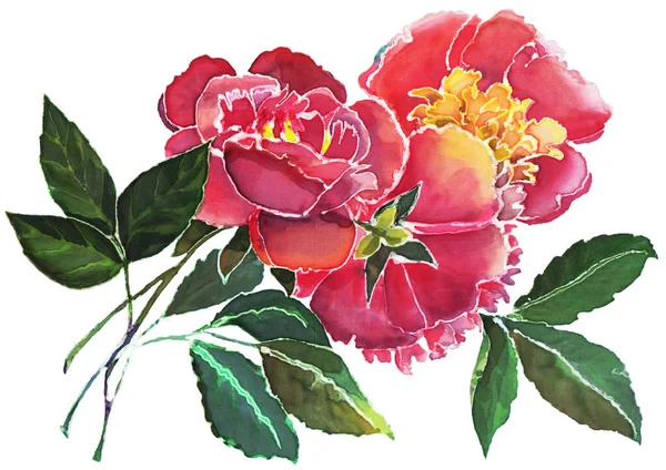 Aquarelle Fleurs Pivoine Sur Fond Blanc Illustration Florale — Photo