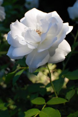 Yapraklı beyaz gül resmi. Çiçek kompozisyonu. Renkli arkaplan çizimi.