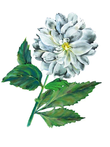 Квіти Далія Листям Намальованими Пастелі Ілюстрація Чорному Тлі — стокове фото