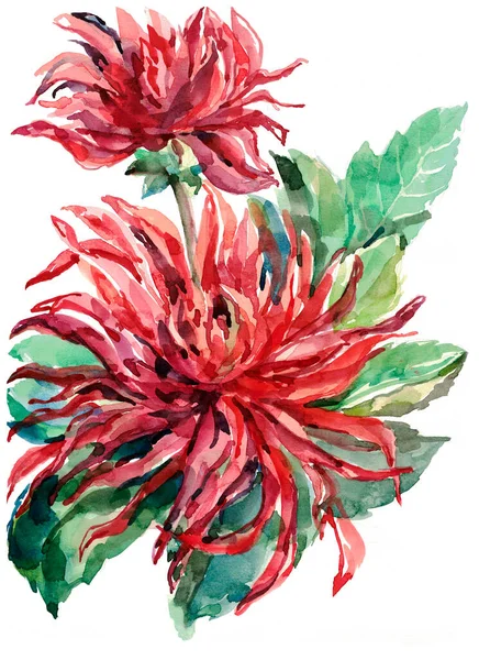 Fleurs Dahlia Avec Des Feuilles Peinture Aquarelle Illustration Sur Fond — Photo