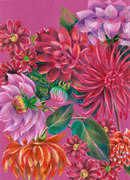 Flowers dahlia with leaves drawing in color pencils. Illustration on pink background.