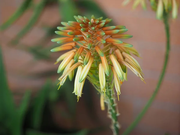 Klastrowany Kwiaty Aloes Afrykański Soczyste Rośliny — Zdjęcie stockowe