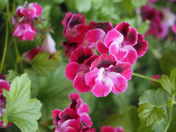 Růžová Pelargonie Kakostotvaré Aka Cranesbill Květ Květ — Stock fotografie