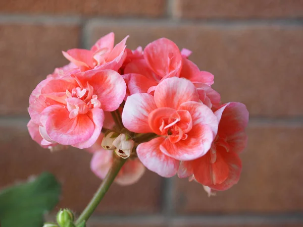 Geranio Rosado Geraniales Aka Flor Flor Del Cranesbill — Foto de Stock