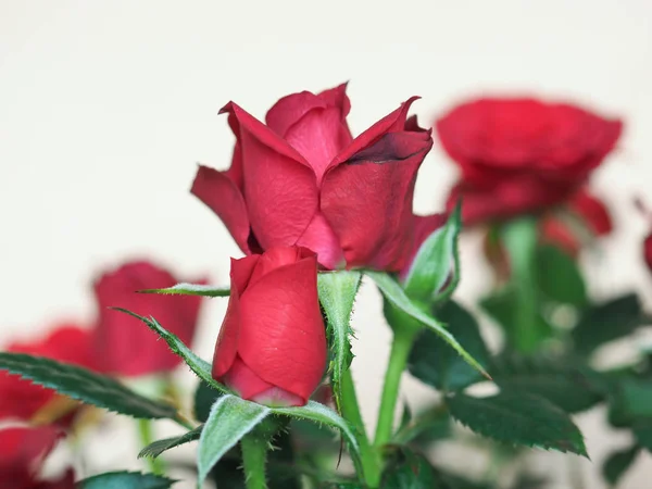 Rote Rose Mehrjähriger Strauch Gattung Rosa Blüte — Stockfoto