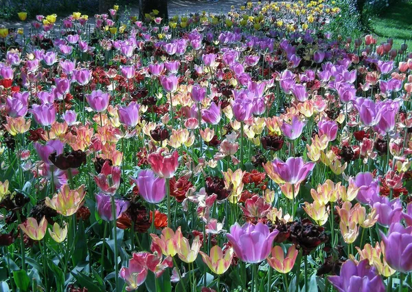 Tulipanes Violeta Tulipa Gesneriana Flor — Foto de Stock
