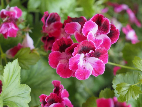 Pink Geranium Geraniales Aka Cranesbill Flower Bloom — Stock Photo, Image