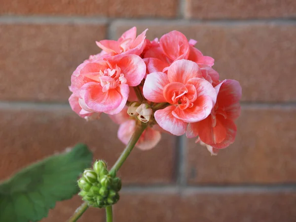 Rosa Pelargon Geraniales Aka Midsommarblomster Blomma Blommar Royaltyfria Stockfoton