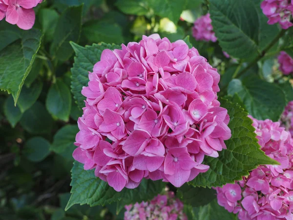 Hortensia Rosa Hydrangea Flor Del Orden Cornales Hydrangeaceae Flor — Foto de Stock