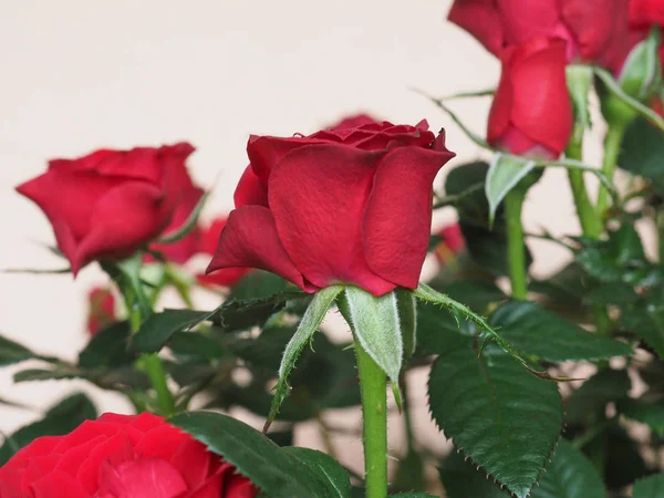 红玫瑰多年生灌木 蔷薇属 花开花 — 图库照片