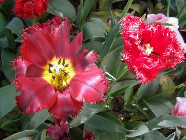 kırmızı lale (Tulipa gesneriana L) çiçek çiçeklenme