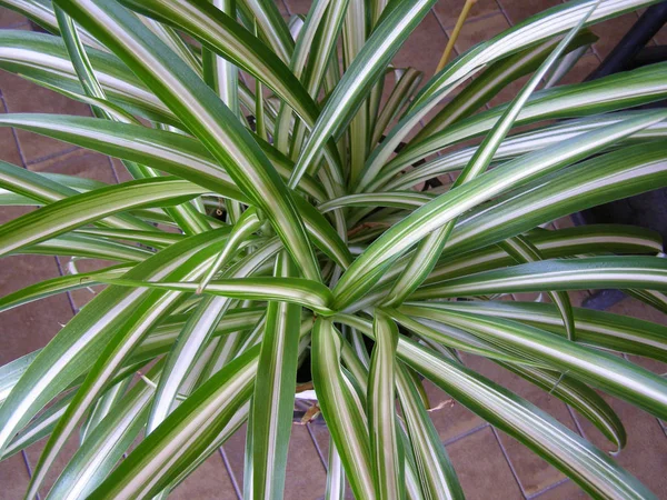 Verde Chlorophytum Comosum Aka Spider Plant Airplane Plant Bernard Lily — Foto de Stock