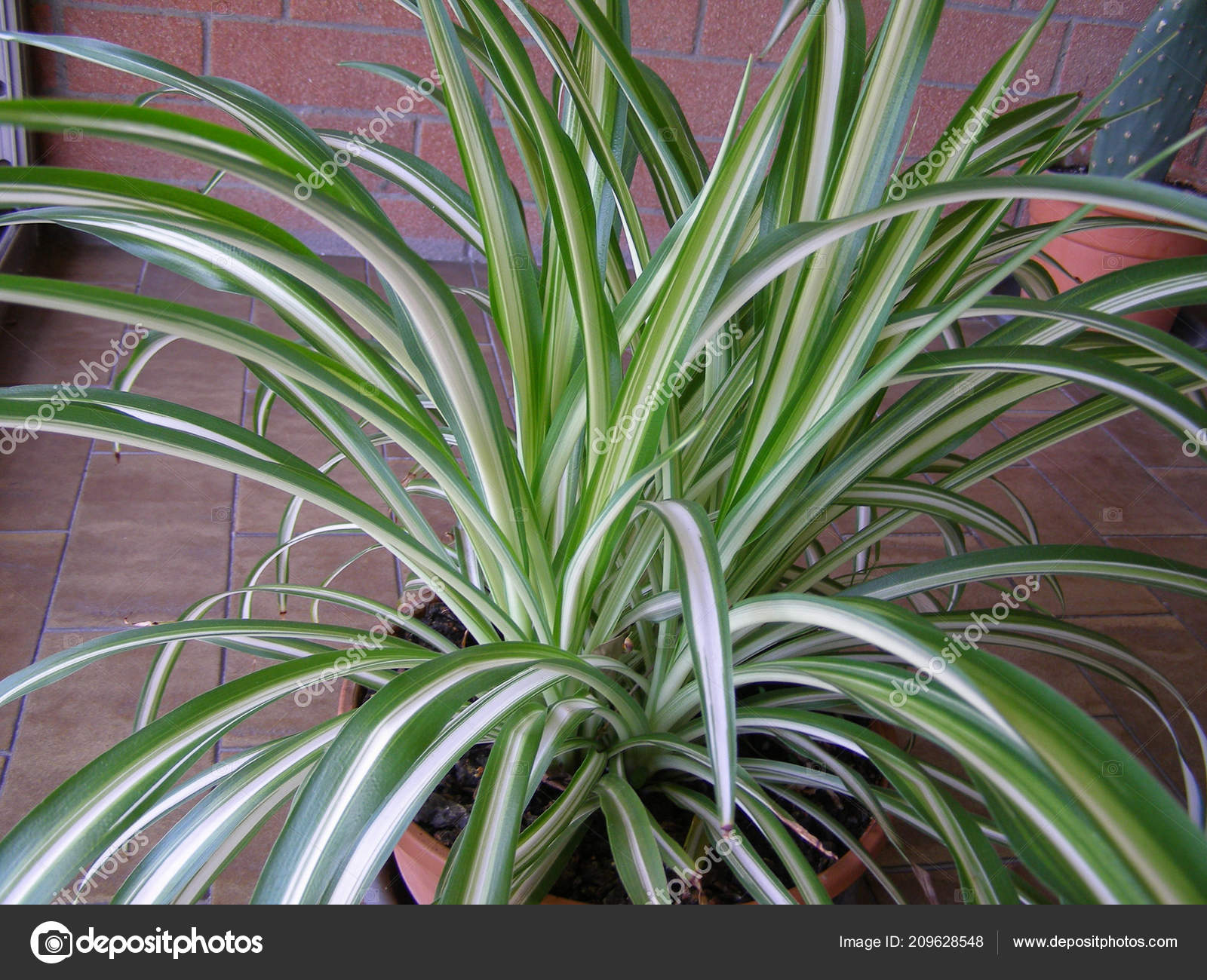 Green Chlorophytum Comosum Aka Spider Plant Airplane Plant Bernard Lily Stock Photo By C Teresinagoia