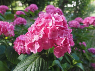 pembe HORTENSIA (ortanca) çiçek sipariş Cornales Hydrangeaceae çiçek çiçeklenme