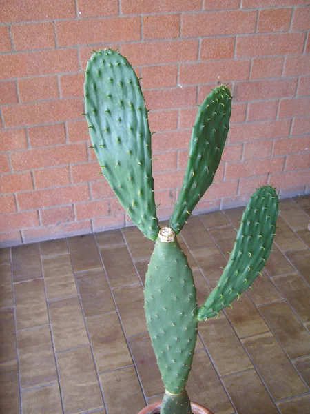 Green Cactus Angiosperms Eudicots Caryophyllales Cactaceae Plant — Stock Photo, Image