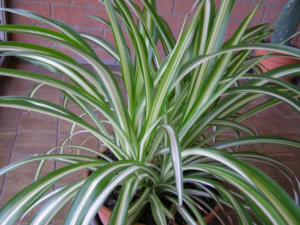 Chlorophytum Comosum Verde Aka Planta Aranha Planta Avião Lírio São — Fotografia de Stock