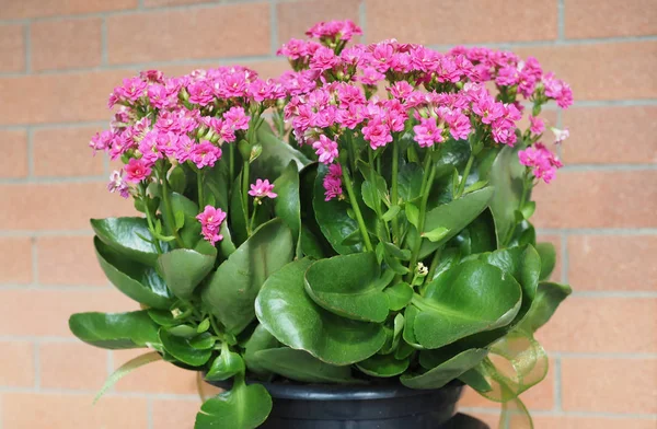 Pink Kalanchoe Saxifragales Crassulaceae Kalanchoe Flower Bloom — Stock Photo, Image