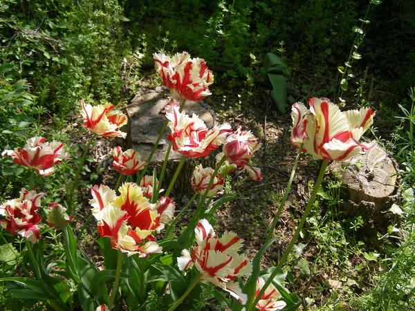 Красный Желтый Тюльпан Tulipa Gesneriana — стоковое фото