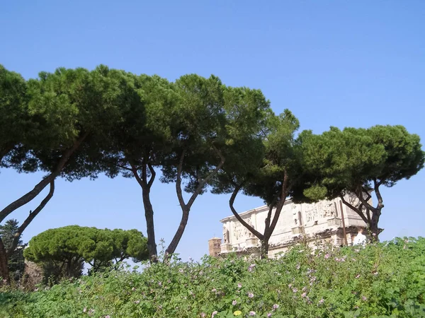 Pinheiro Marinho Pinus Pinaster Pinheiro Comum Roma Itália — Fotografia de Stock