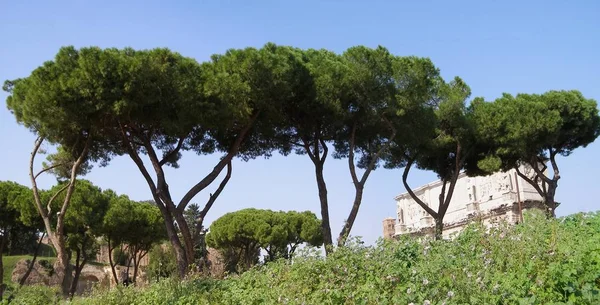 Tengeri Fenyő Pinus Pinaster Aka Fürt Fenyő Róma Olaszország — Stock Fotó