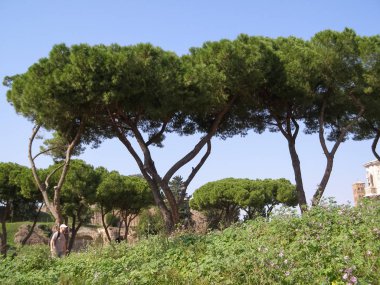 Sahil çamı (pinus pinaster) aka küme çam ağacı Roma, İtalya