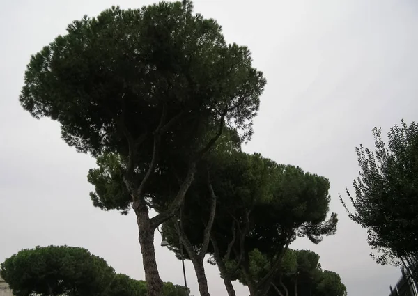 Pinheiro Marinho Pinus Pinaster Pinheiro Comum Roma Itália — Fotografia de Stock