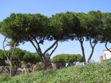 Sahil çamı (pinus pinaster) aka küme çam ağacı Roma, İtalya