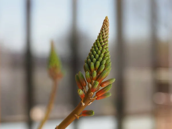 Green aloe vera flower — Stock Photo, Image