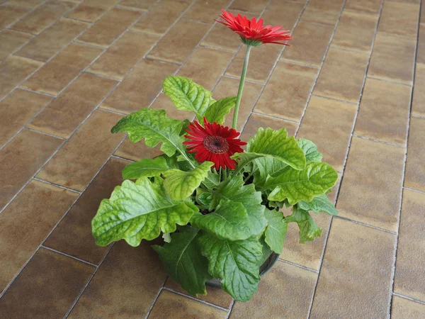 Rode gerbera madeliefje bloem — Stockfoto