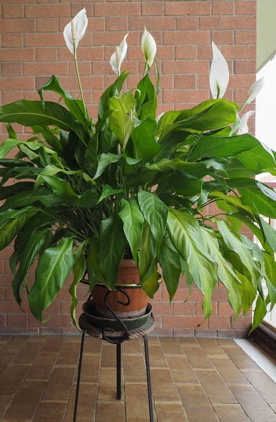 Bílá spathiphyllum květina — Stock fotografie