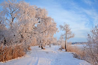 Kış manzarası. Ağaçlar kar kaplı. Frost'un dallar üzerinde. Yol.