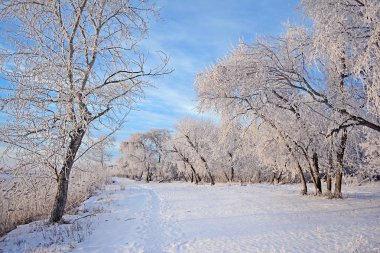 Kış manzarası. Karlı alan. Kış gökyüzünde. Ağaçlar kar kaplı. Frost'un dallar üzerinde.