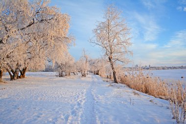 Kış manzarası. Karlı alan. Kış gökyüzünde. Ağaçlar kar kaplı. Frost'un dallar üzerinde.
