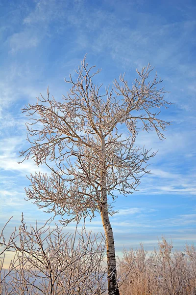 Vinter Träd Frost Grenarna Trädet Vintersäsongen — Stockfoto
