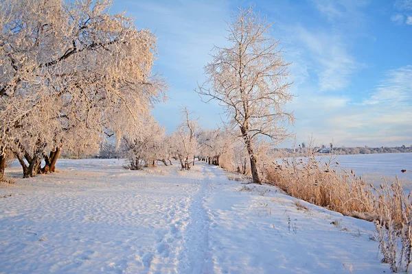 Χειμωνιάτικο Τοπίο Χιονισμένο Πεδίο Ουρανός Του Χειμώνα Χιόνι Κάλυψε Δέντρα — Φωτογραφία Αρχείου