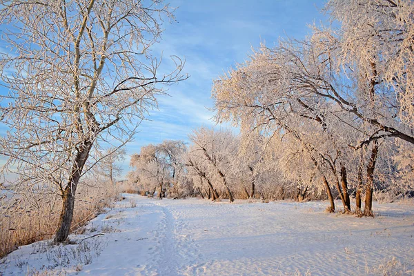 Vinterlandskap Snöiga Fältet Vinter Himlen Snötäckta Träd Frost Grenarna — Stockfoto