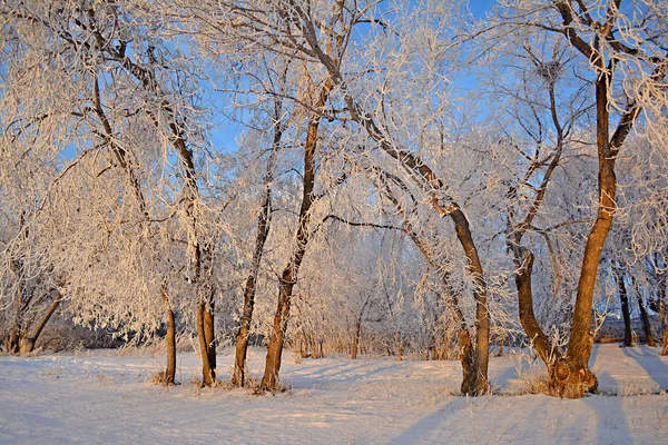 Winter Landscape Snow Covered Trees Frost Branches — Stock Photo, Image