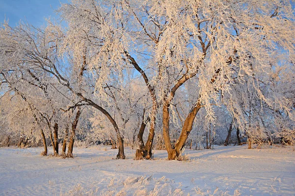 Χειμωνιάτικο Τοπίο Χιόνι Κάλυψε Δέντρα Παγετός Στα Κλαδιά — Φωτογραφία Αρχείου
