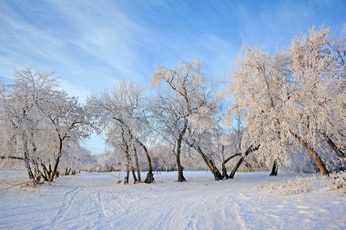 Kış manzarası. Karlı alan. Kış gökyüzünde. Ağaçlar kar kaplı. Frost'un dallar üzerinde.