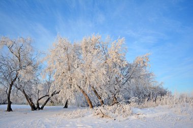 Kış manzarası. Karlı alan. Kış gökyüzünde. Ağaçlar kar kaplı. Frost'un dallar üzerinde.