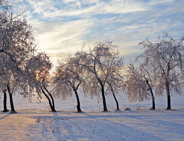 Χειμωνιάτικο Τοπίο Χιονισμένο Πεδίο Ουρανός Του Χειμώνα Χιόνι Κάλυψε Δέντρα — Φωτογραφία Αρχείου