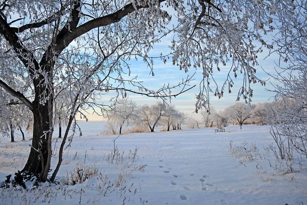 Zimní Krajina Zasněžené Stromy Mráz Větvích Zasněženou Plání Zamrzlé Jezero — Stock fotografie
