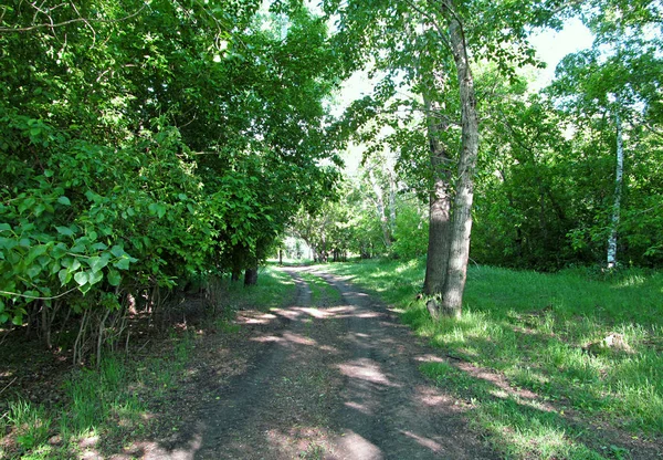 Bosque de verano — Foto de Stock