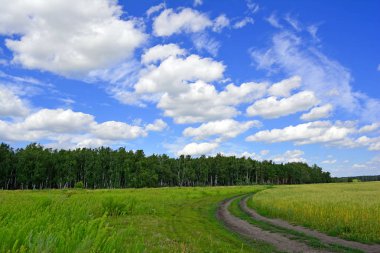 Yeşil yaz alanının peyzaj fotoğrafı