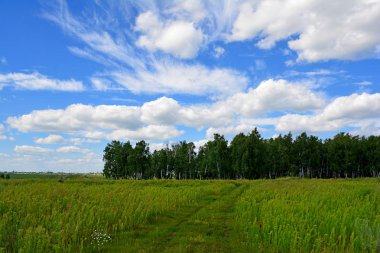 Yaz manzarası. Yaz yeşili alanı.