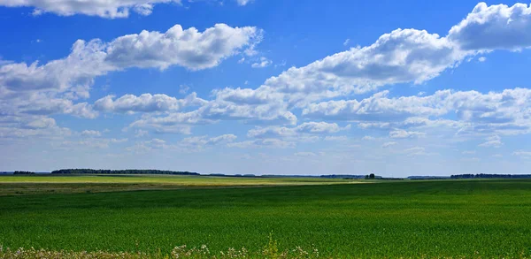 Zomer groen veld — Stockfoto