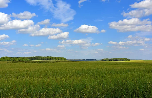 Verão campo verde — Fotografia de Stock